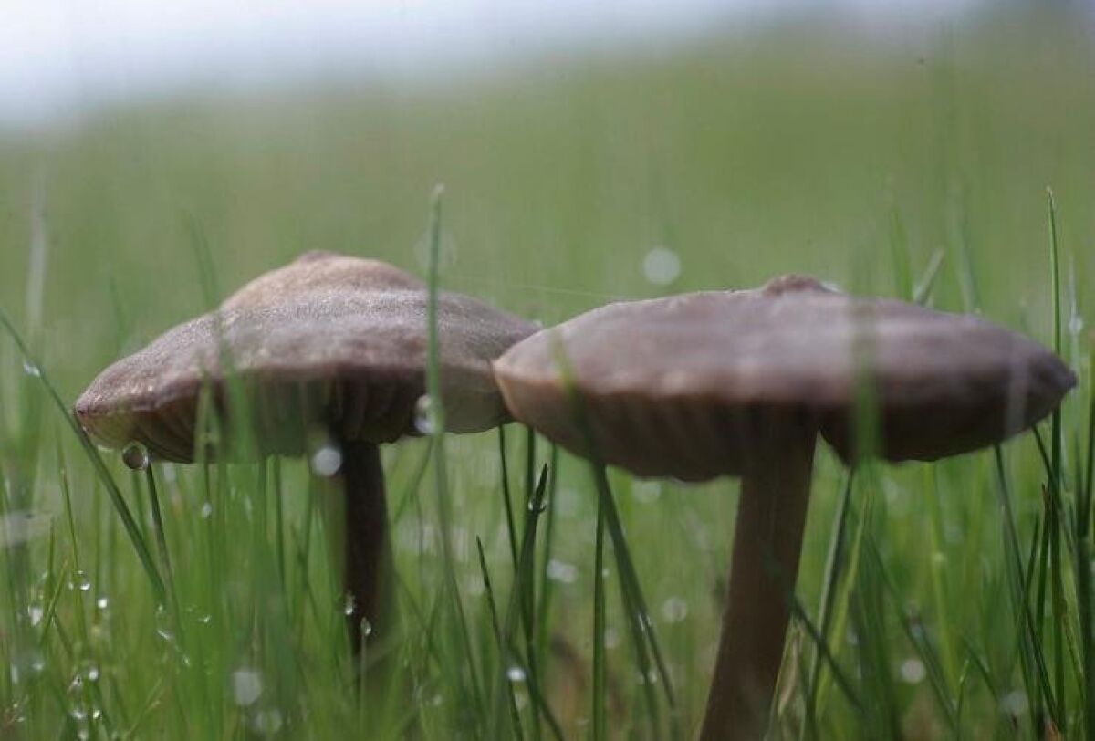 In Rancho Peñasquitos, small mushrooms grew in a patch of microbial soil for a brief time during San Diego’s rainy season.