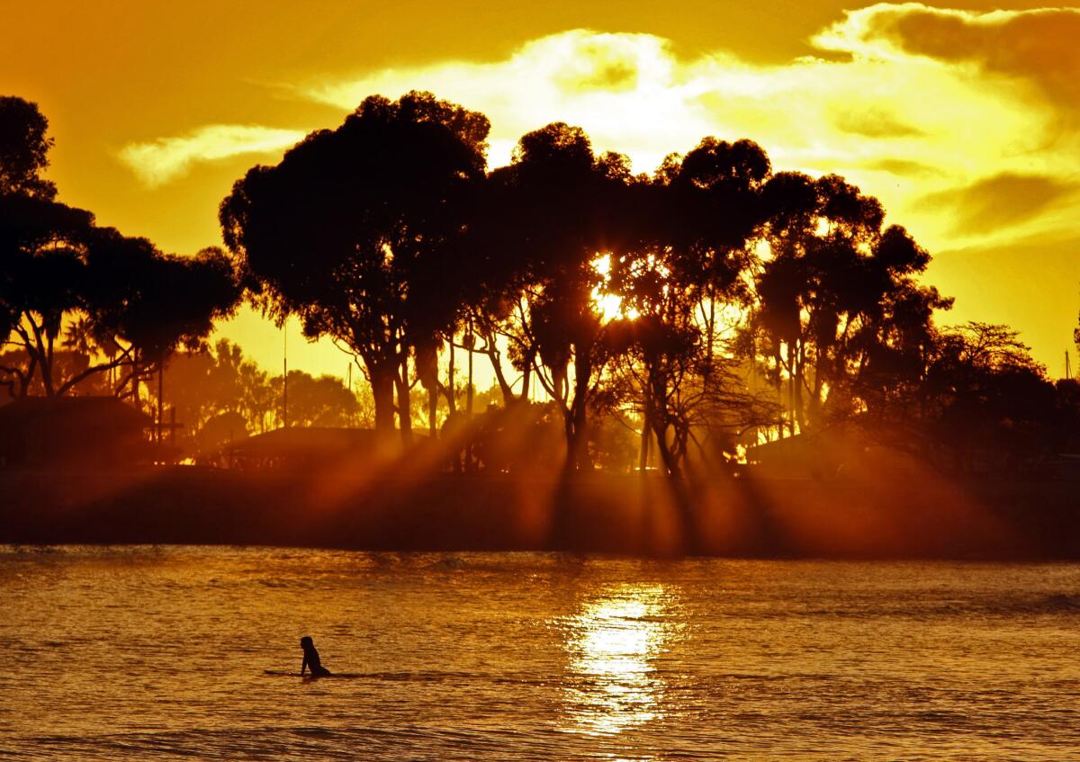 A surfer spends Martin Luther King Jr. Day waiting for a wave as a golden sunset streams through a tree on a warm day at Doheny State Beach in Dana Point.