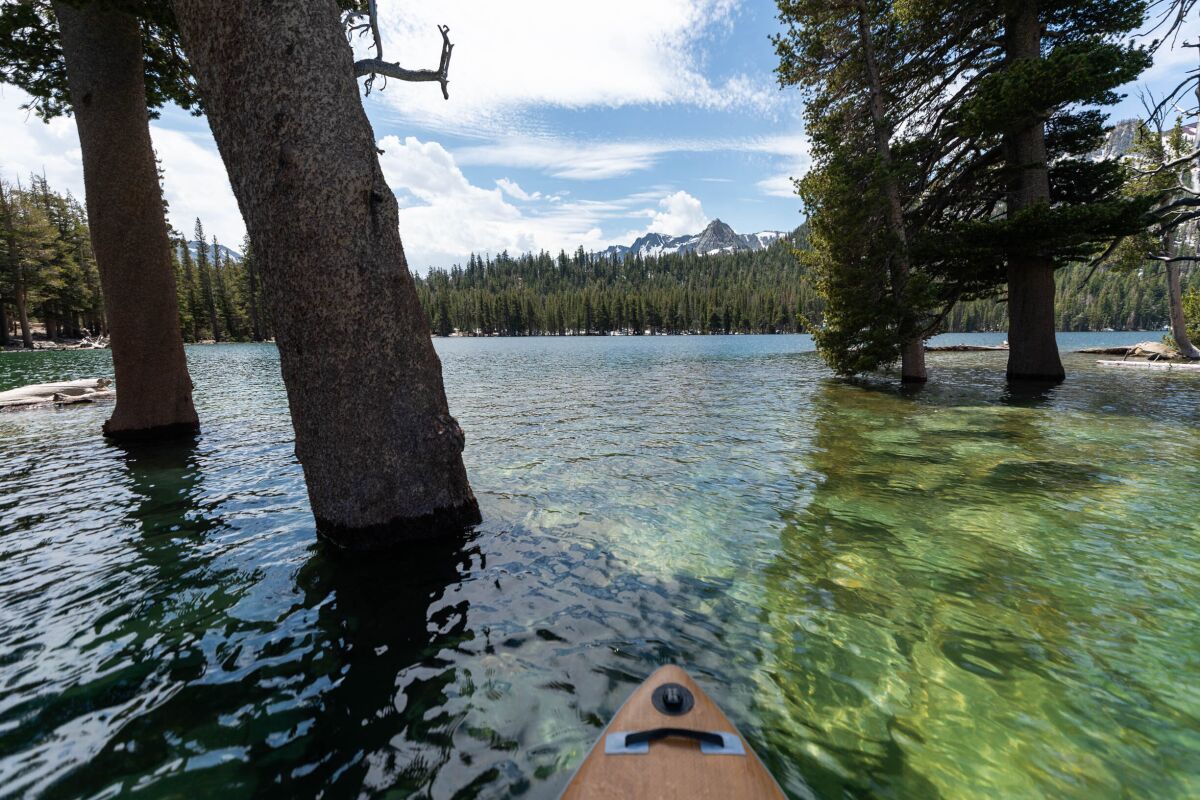 The bases of several trees are engulfed by clear water.