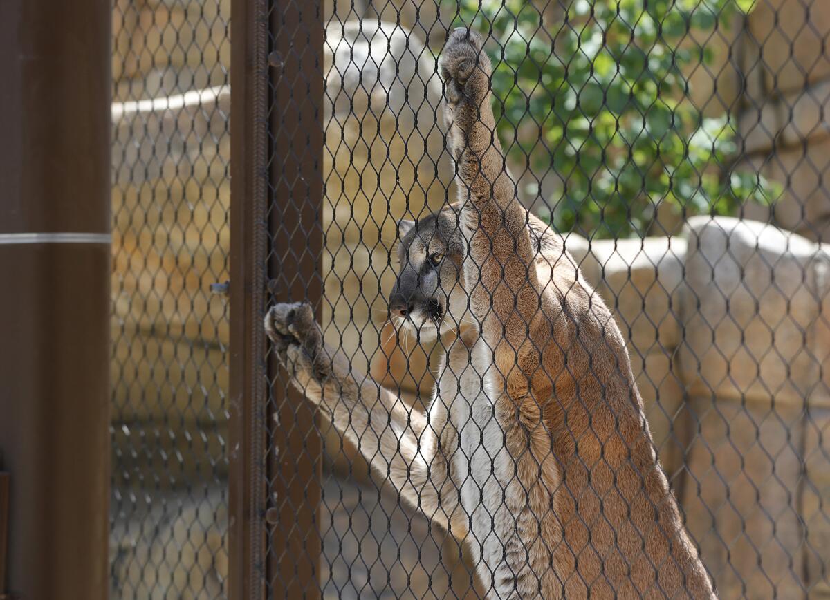 Santiago, a male mountain lion, stretches out on his habitat fence.