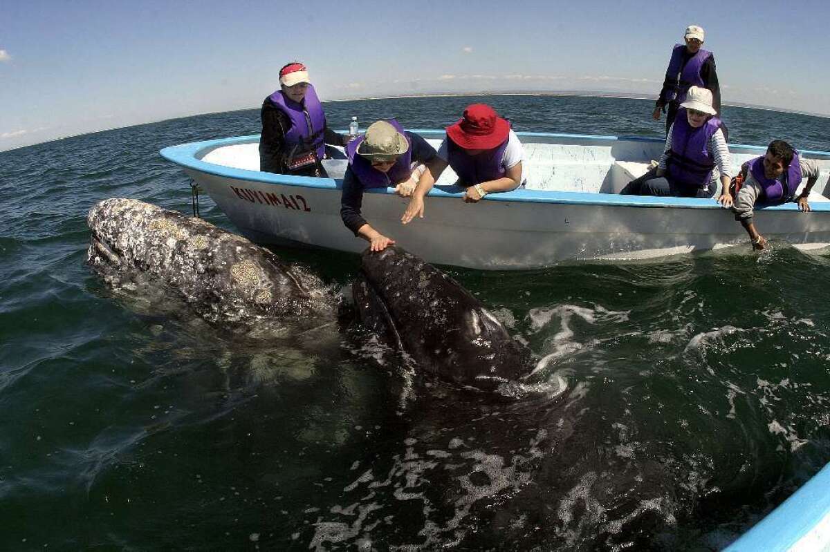 Ecotourists meet a California gray whale off the coast of Baja California. In a new study, scientists warn that ecotourists may wind up threatening the very animals they seek to protect.