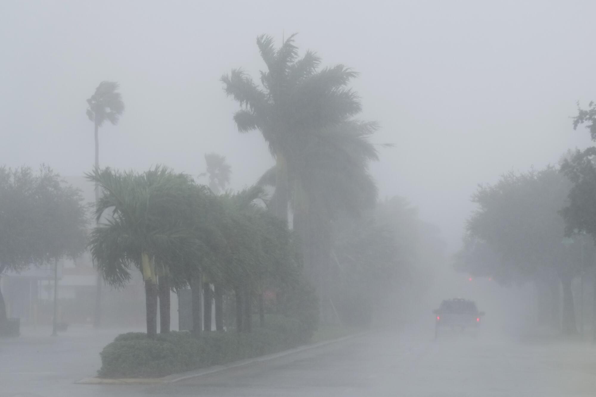 Palm trees and heavy rain