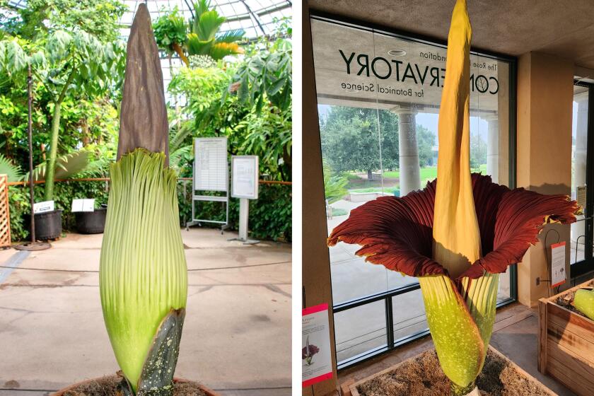 The blooming of the Titan Arum, best known as the Corpse Flower, in 2023 at The Huntington Library, Art Museum and Botanical Gardens.