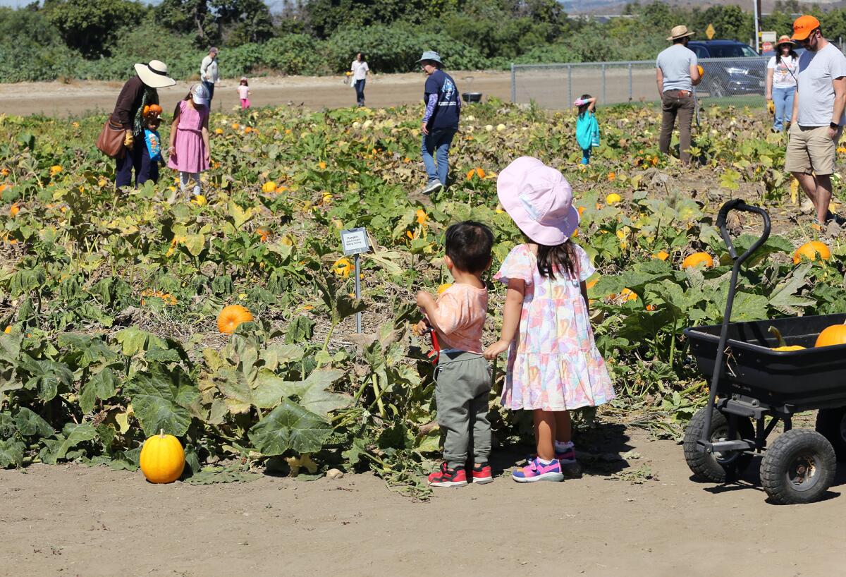Families look for the perfect pumpkin at the South Coast REC's U-Pick Pumpkin Patch.