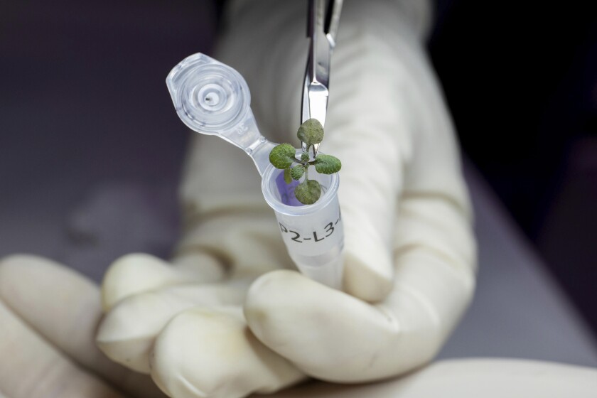 un científico coloca una planta de Arabidopsis thaliana en un vial para análisis genético 