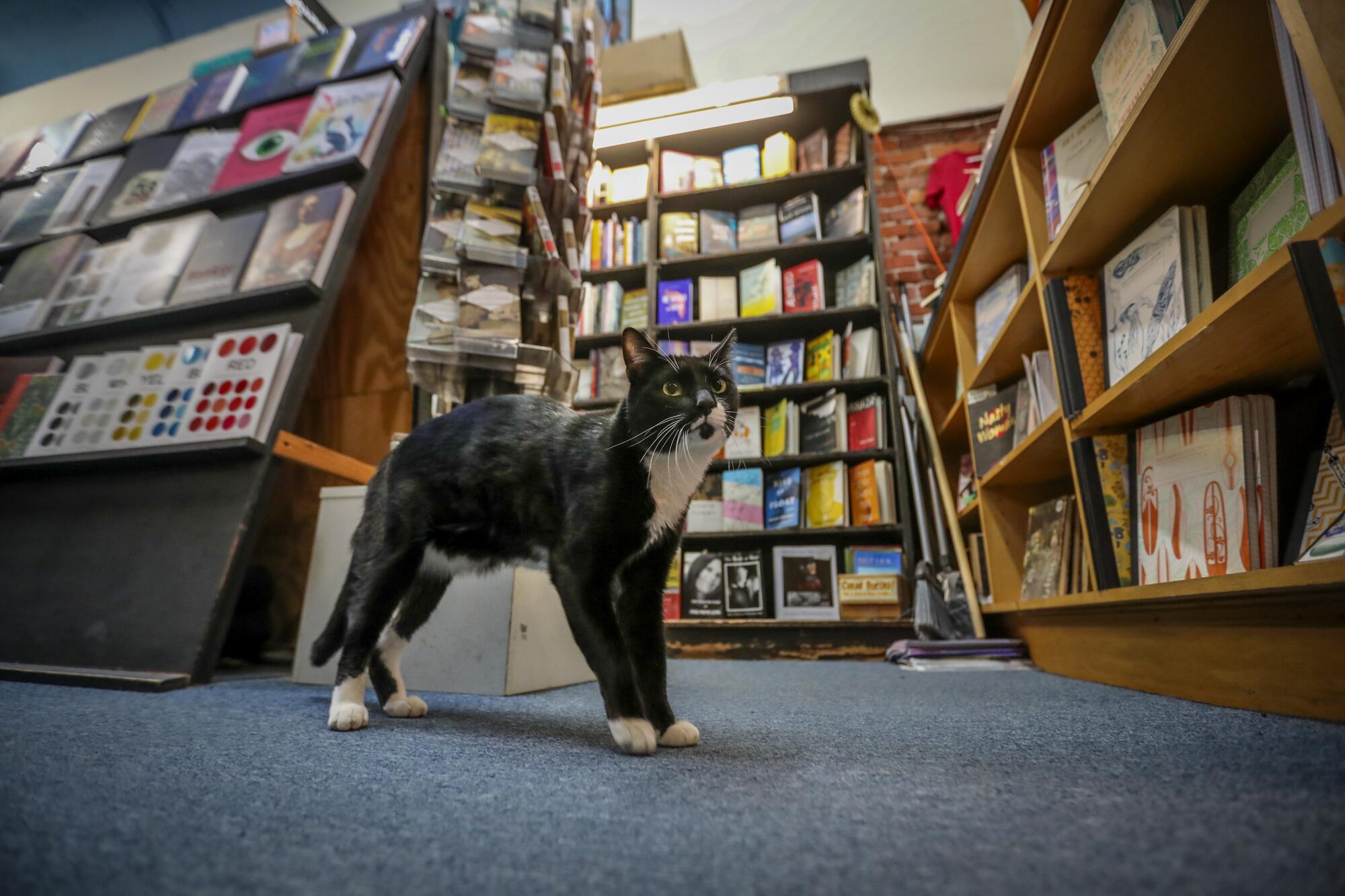 A black-and-white cat standing among bookshelves.