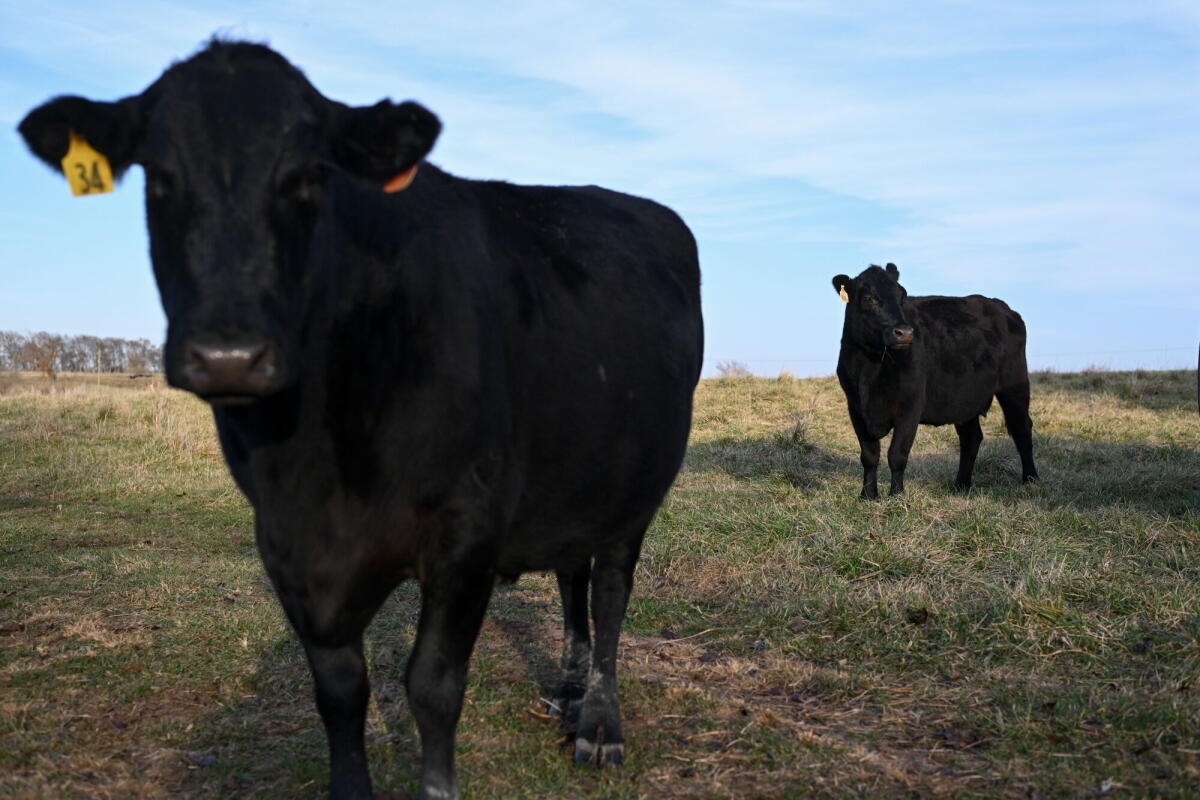Cattle at a farm near Clinton, Mo. 