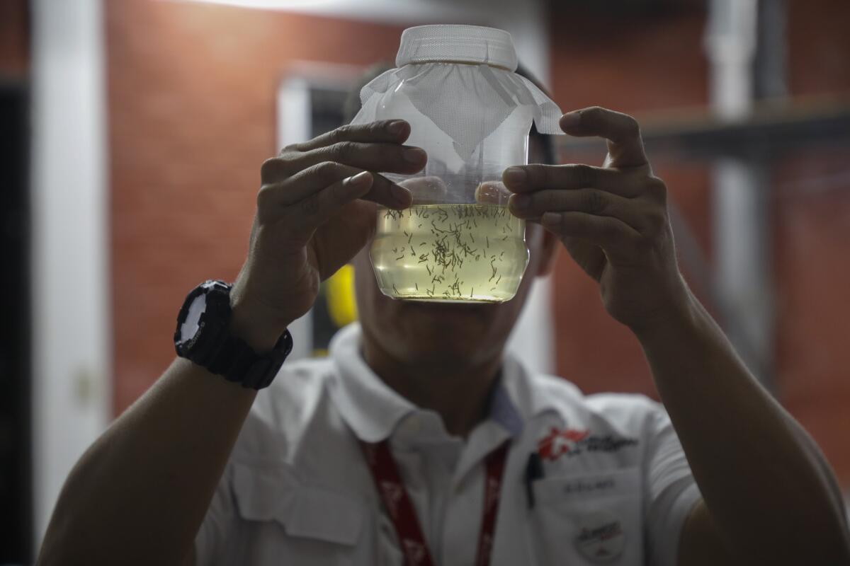 Edgard Boquín holds a glass jar filled with mosquitoes before their release in neighborhoods rife with dengue.