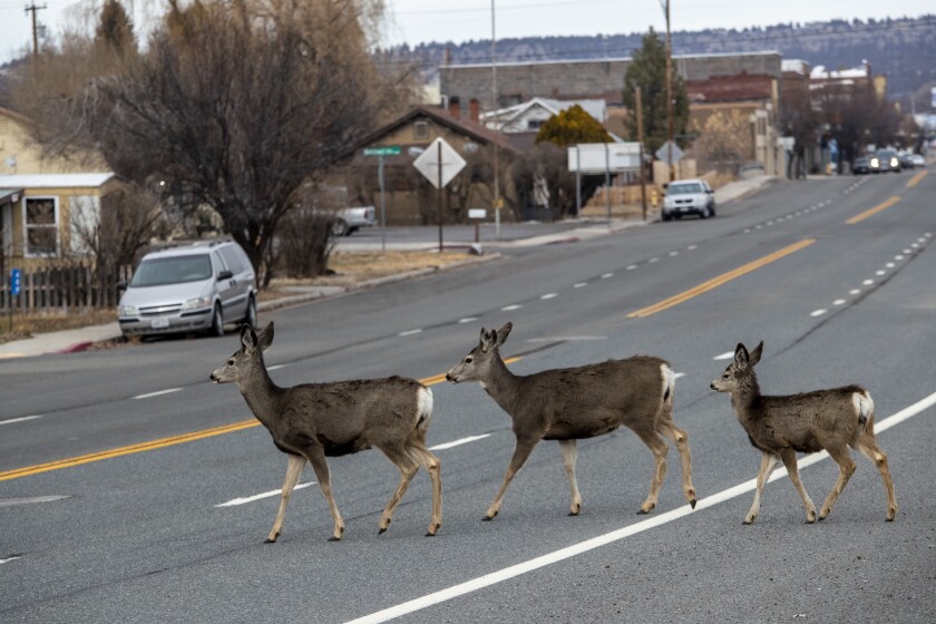 Deer cross Main Street in Alturas, Calif., on Dec. 4, 2019.