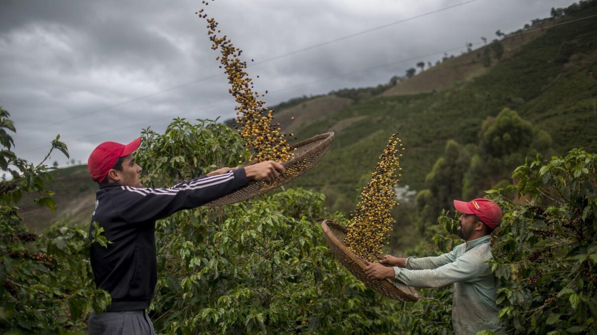 Coffee beans are winnowed on a family farm in Forquilha do Rio, Brazil.