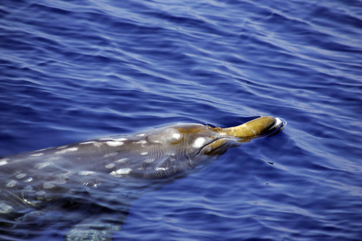An adult female beaked whale swimming off the Kona coast in Hawaii.