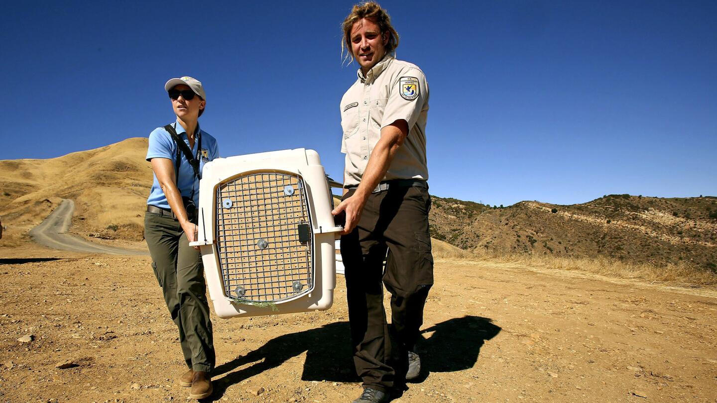 Devon Pryor, left, a conservation and research associate at the Santa Barbara Zoo, and Joseph Brandt, a condor biologist with the U.S. Fish and Wildlife Service, carry one of the three California condors that will be released back into the mountains of Ventura County after being rehabilitated.