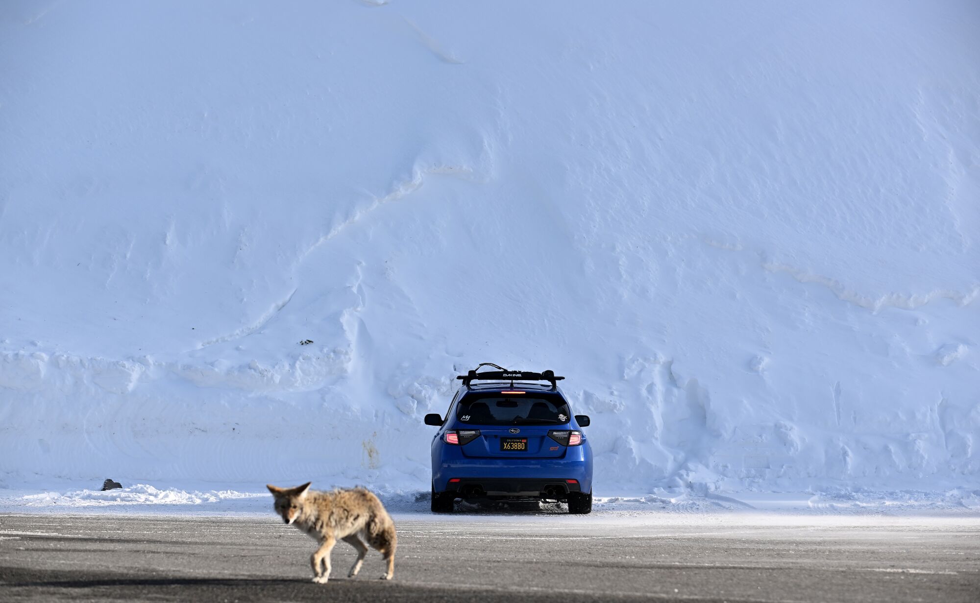 A wall of snow drawfs a car on Minaret Road near the Mammoth Mountain ski resort as a coyote roams across