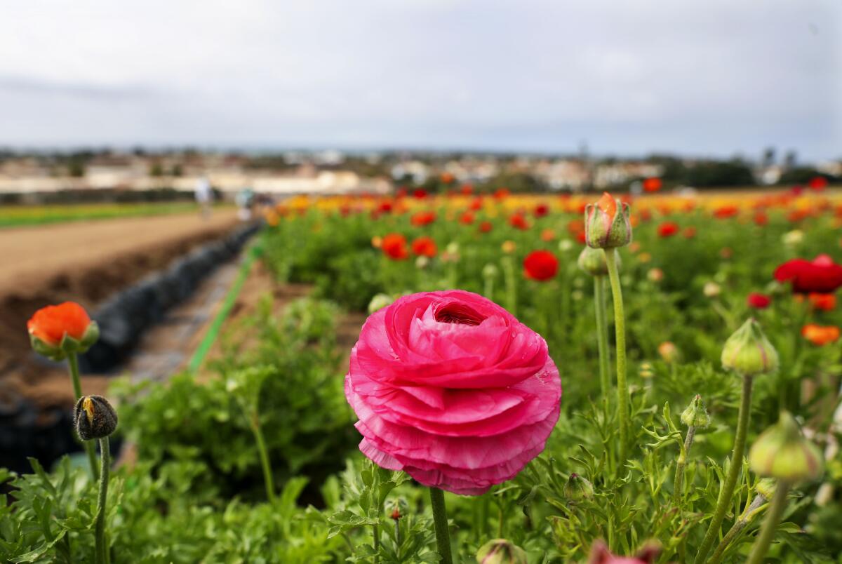 A Ranunculus Flower in bloom during opening day at The Carlsbad Flower Fields