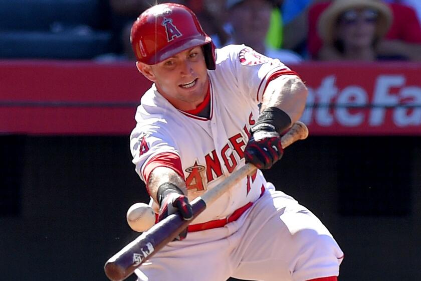 Angels second baseman Johnny Giavotella attemps to bunt against the Orioles during a game Aug. 9 in Anaheim.