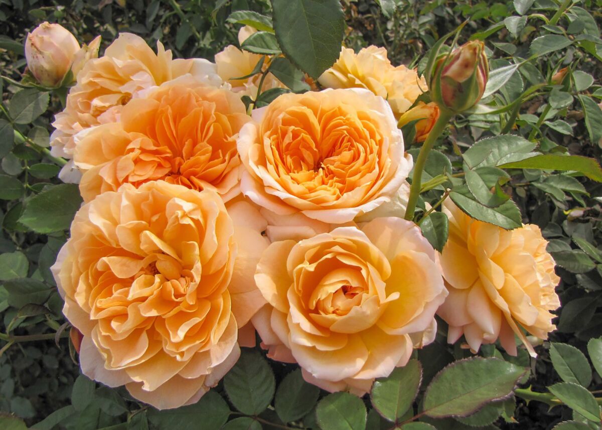 Floribunda 'Forever Amber' has moderately fragrant apricot blooms and dark, glossy green, very disease-resistant foliage.