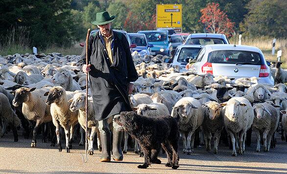 A shepherd leads his sheep along a road, moving the flock to fresh pastures.