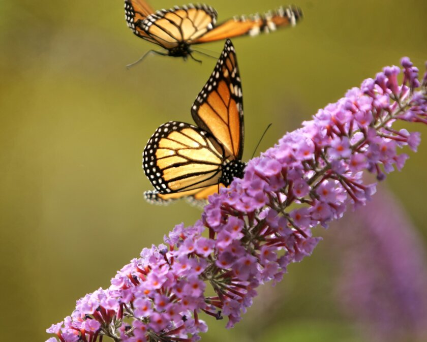 How Can I Create A Butterfly Garden The San Diego Union Tribune