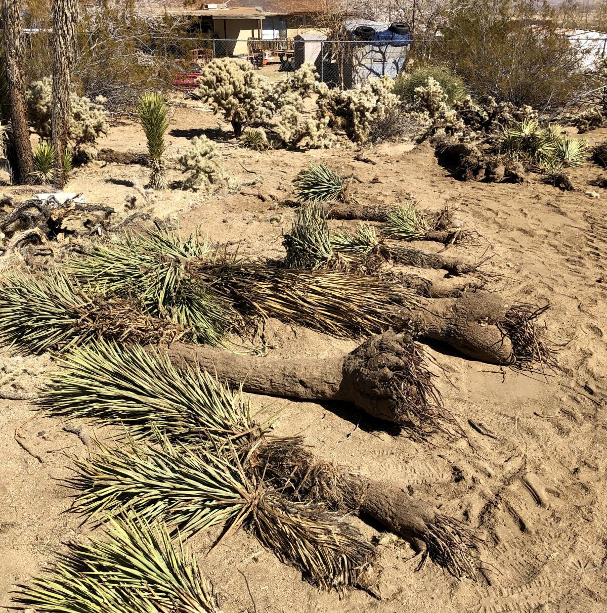 A couple who bulldozed and buried 36 Joshua trees to make way for a home were recently fined $18,000 