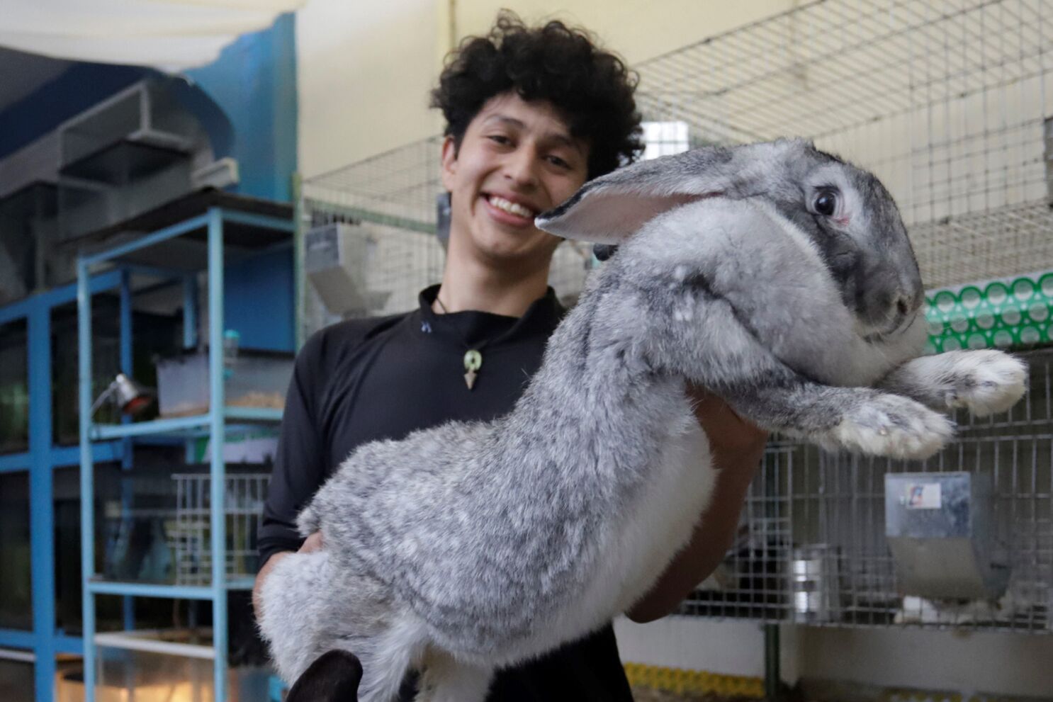 cigarro emitir Lo encontré En Puebla Un estudiante mexicano cría los conejos más grandes del mundo -  Los Angeles Times