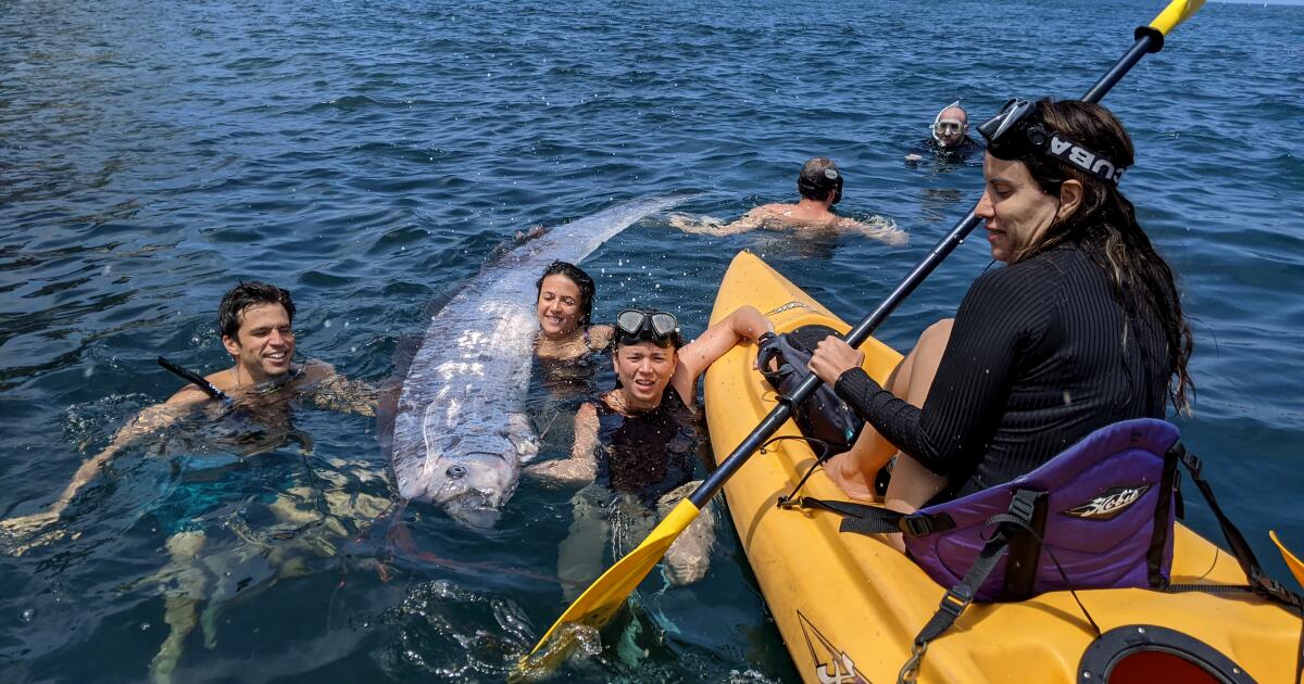 A uncommon 12-foot-long oarfish, or ‘doomsday fish,’ is present in San Diego