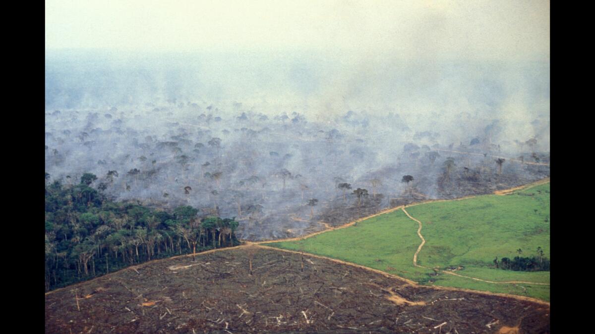 An aerial view shows four stages in land management on a farm in the Amazon: A wedge of natural forest. To its right, a swath of forest being burned. Left foreground, land cleared by burning. Right, a pasture for cattle.