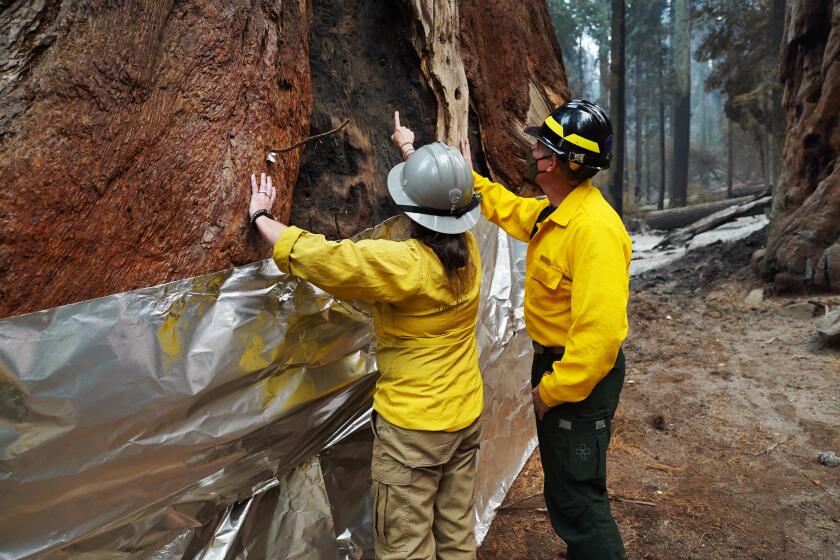 SEQUOIA NATIONAL PARK, CA - SEPTEMBER 30: Nationa Park Service staff inspect a burn scar at the base of one of The Four Guardsmen giant sequoias seen wrapped with insulated structure protection wrap at the base during a tour of the KNP Complex fire burn area in Giant Forest on September 30, 2021 in Sequoia National Park, California. (Photo by Eric Paul Zamora-Pool/Getty Images)