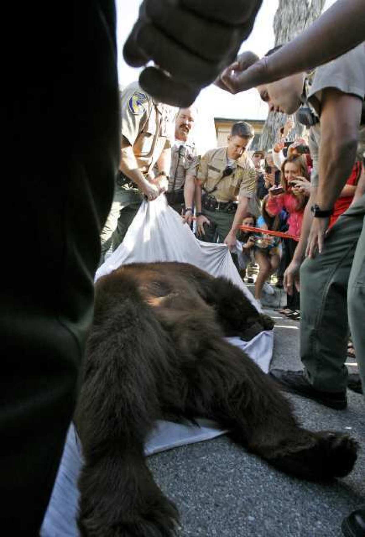 Neighbors get a close look at a California Black bear that weighed an estimated 400 lbs. after it was taken out of a backyard at 2469 Montrose Ave. in Montrose on Tuesday. After being tranquilized, the bear was taken out to the Angeles Forest by the California Fish & Game Dept. via a bear trap towed by a truck.