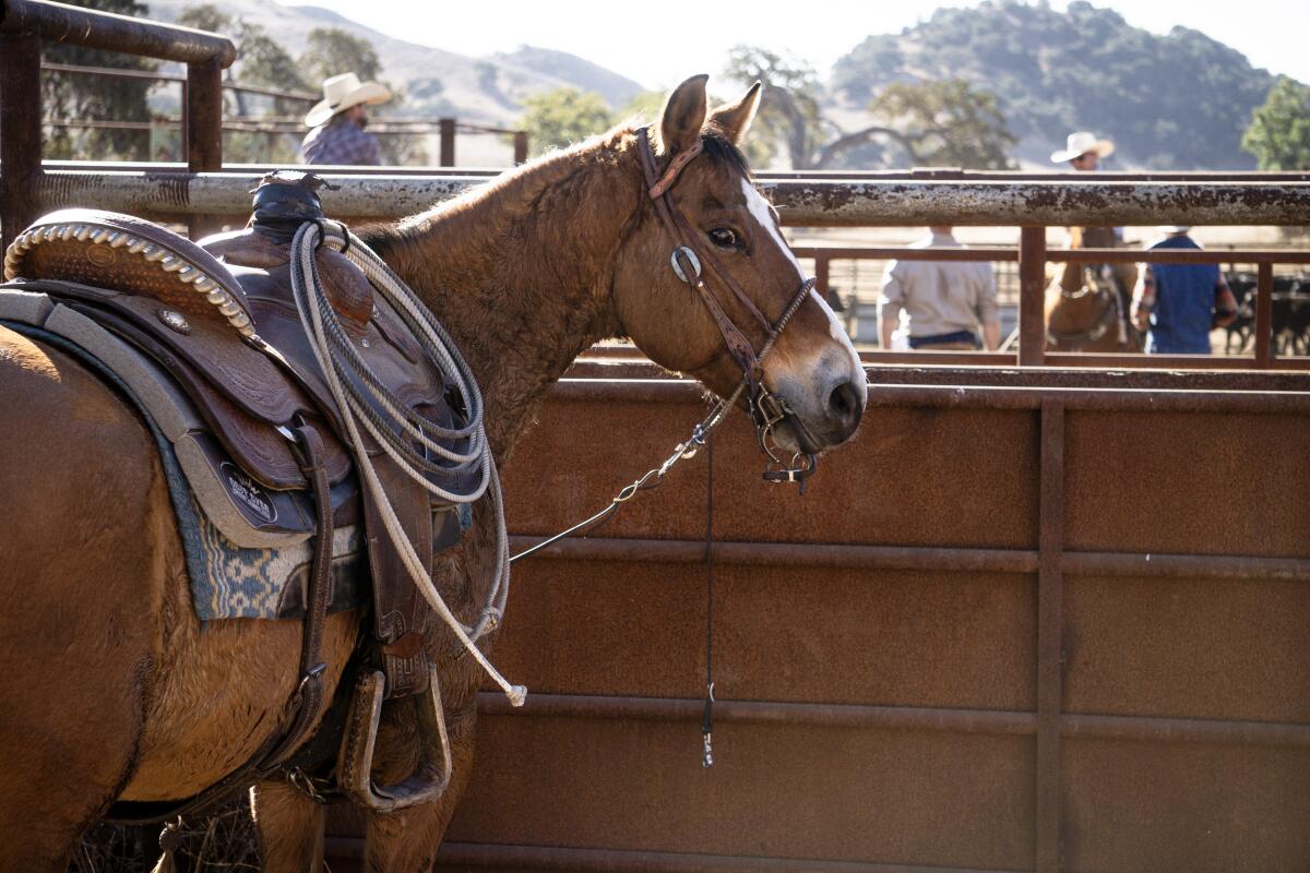 Santa Ynez Horseback Rides