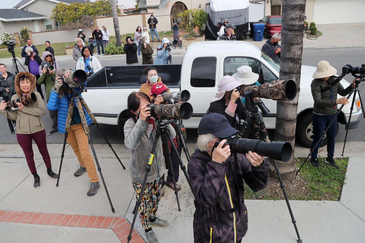 Birder watchers gather to see a snowy owl perched atop the rooftop of a Cypress home on Thursday.