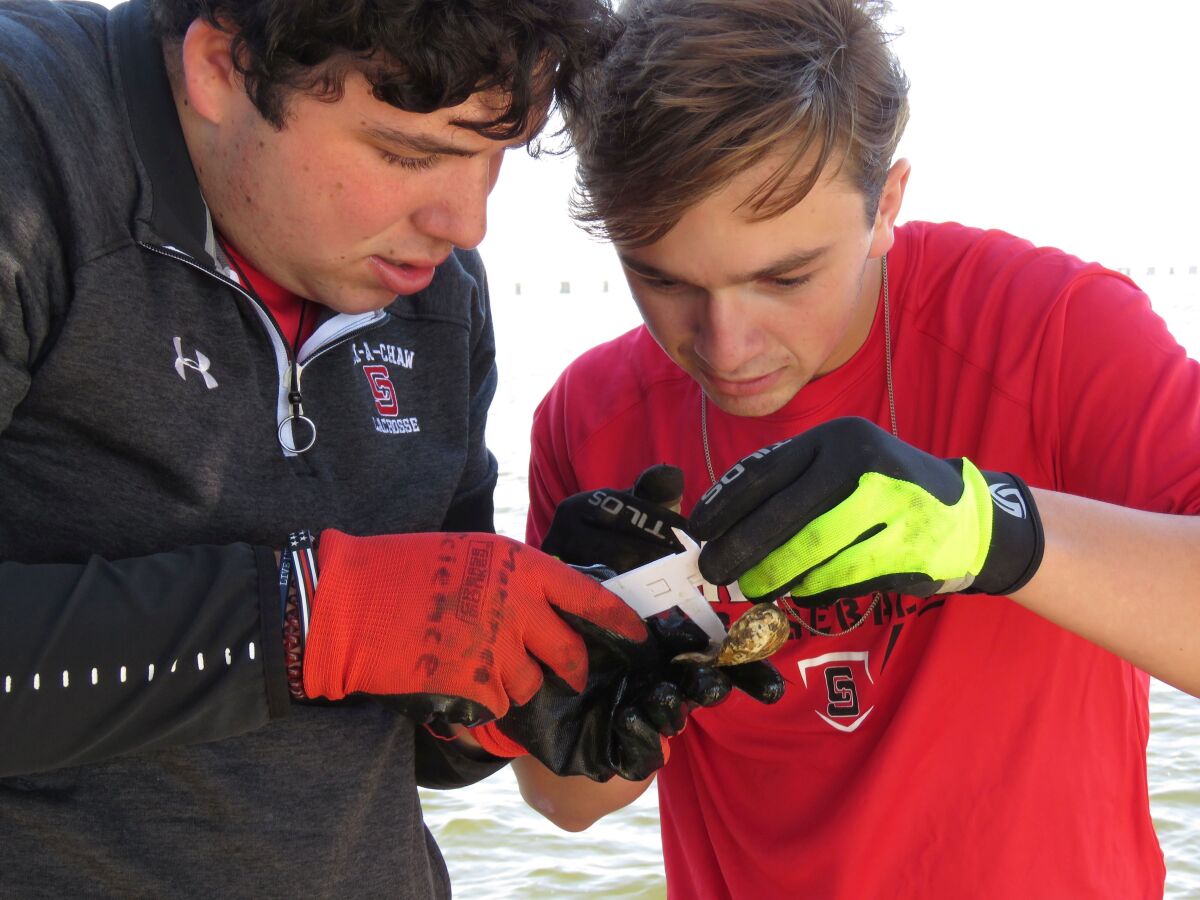 St. Stanislaus HIgh School seniors Dayton Hall (L) and Jackson Mountjoy use calipers to measure a tiny baby oyster at the school's oyster garden in Bay St. Louis, Miss., on Monday, Nov. 15, 2021. The school is among more than 50 locations in Mississippi and more than 1,000 nationwide -- most of them private docks -- where people raise oysters to help build reefs off their states' coasts. (AP Photo/Janet McConnaughey)