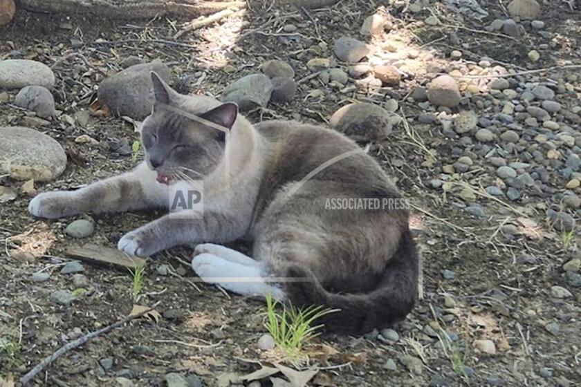 En esta fotografía, proporcionada por Alexandra Betts, puede verse al gato Rayne Beau mientras come alimentos que le proporcionó Betts en agosto de 2024, en Roseville, California. Rayne Beau se perdió en el Parque Nacional de Yellowstone en Wyoming. Dos meses después, fue hallado por Betts en California y regresó a la familia. (Alexandra Betts vía AP)