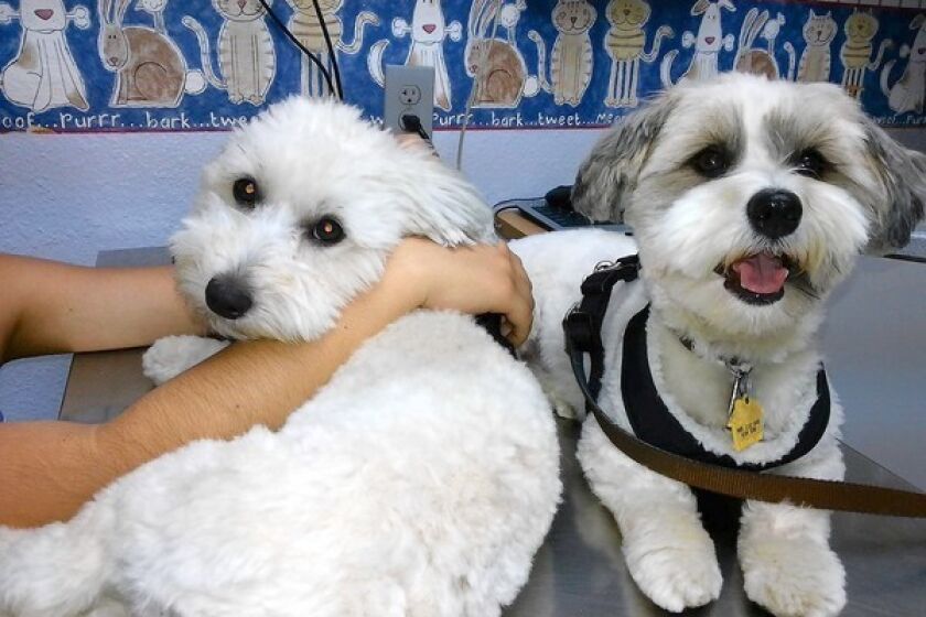 Monte, left, is shown in the veterinarian's examination room after suffering a case of pot poisoning. With him is fellow pet Cristo.