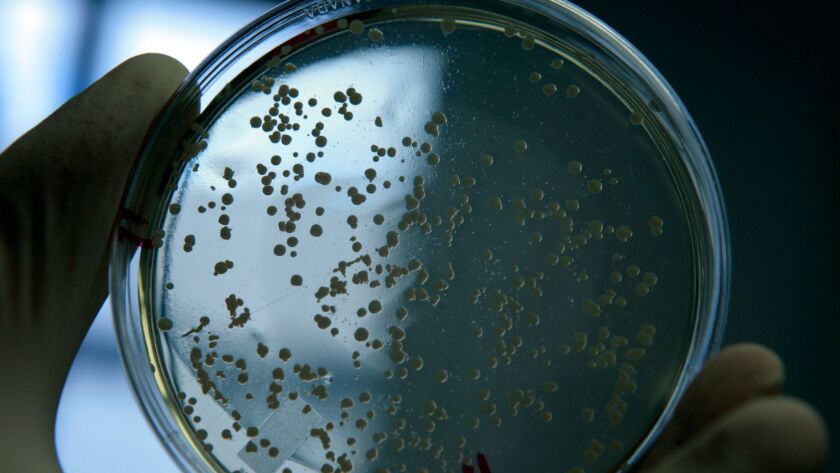 A sample of live MRSA bacteria in a laboratory at the University of Chicago.