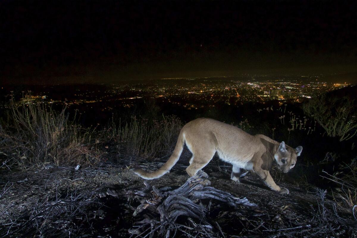 A motion sensor camera captures an adult female mountain lion in the Verdugos Mountains in 2016.