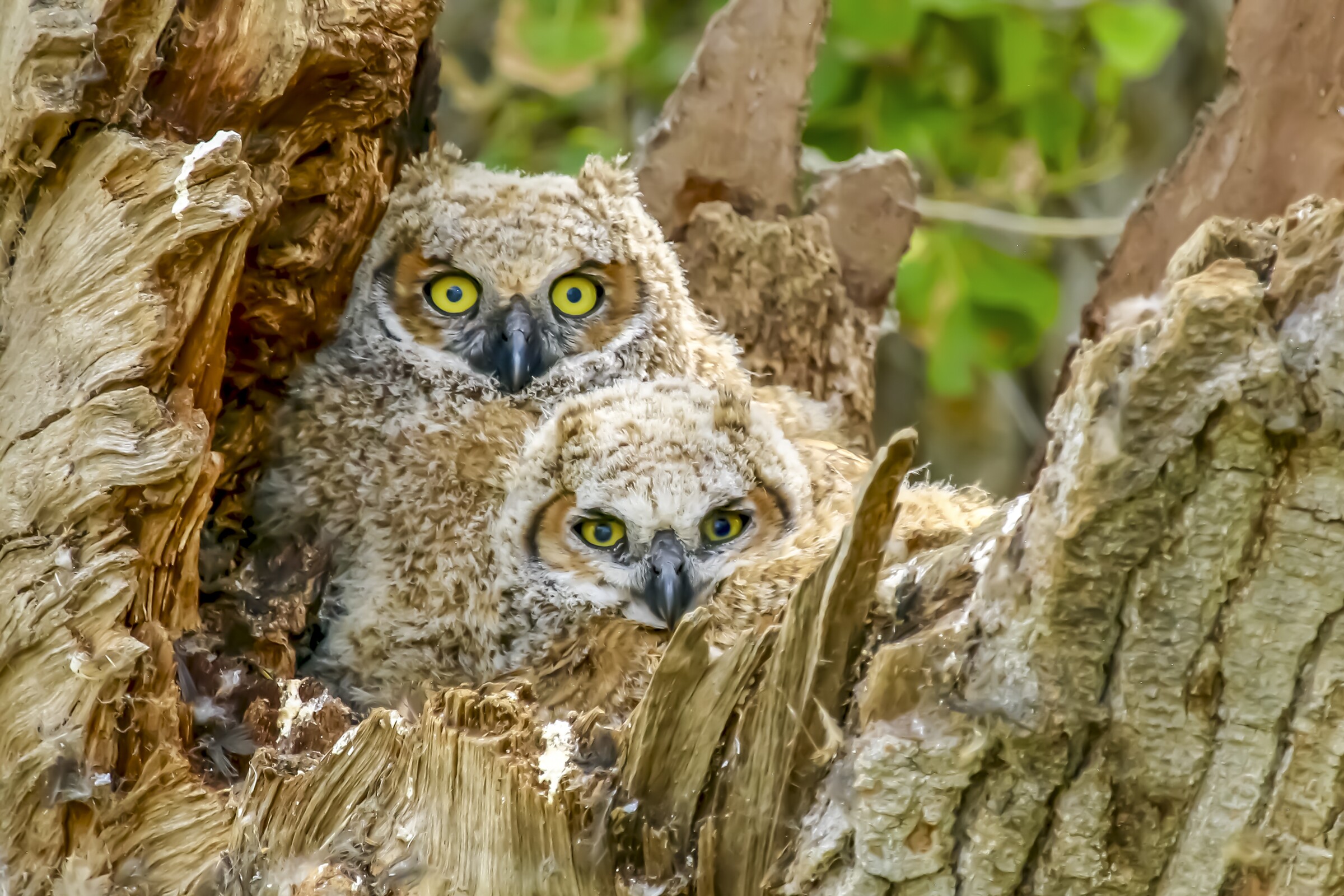 A pair of great horned owlets nestled in a tree cavity at the Sacramento National Wildlife Refuge patiently await their next meal.
