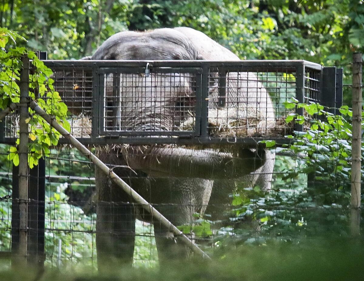 An elephant behind a fence