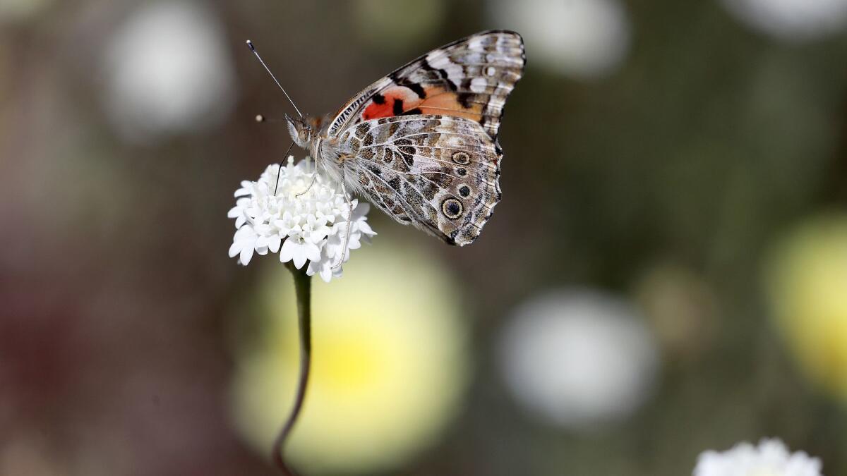 A painted lady butterfly clings to a Fremont's pincushion bloom in Coyote Canyon at Anza-Borrego Desert State Park.