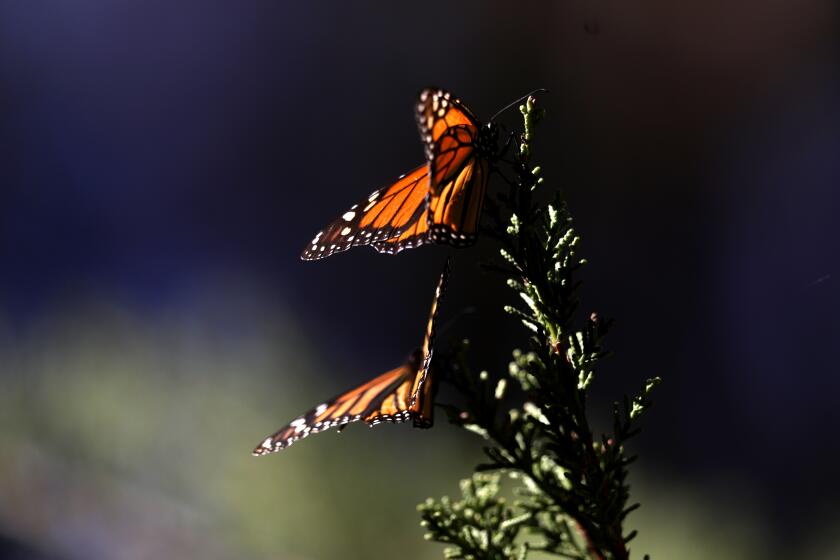LOS OSOS, CA - JANUARY 20: Monarch butterflies on a cyprus tree at the Coastal Access Monarch Butterfly Preserve on Thursday, Jan. 20, 2022 in Los Osos, CA. Decimated monarch butterfly numbers climbed slightly. A few people are trying to change the odds for the monarchs, chief among them 82-year old Kingston Leong, of San Luis Obispo, a butterfly expert who wants to make sure "the show continues after I'm gone." (Gary Coronado / Los Angeles Times)