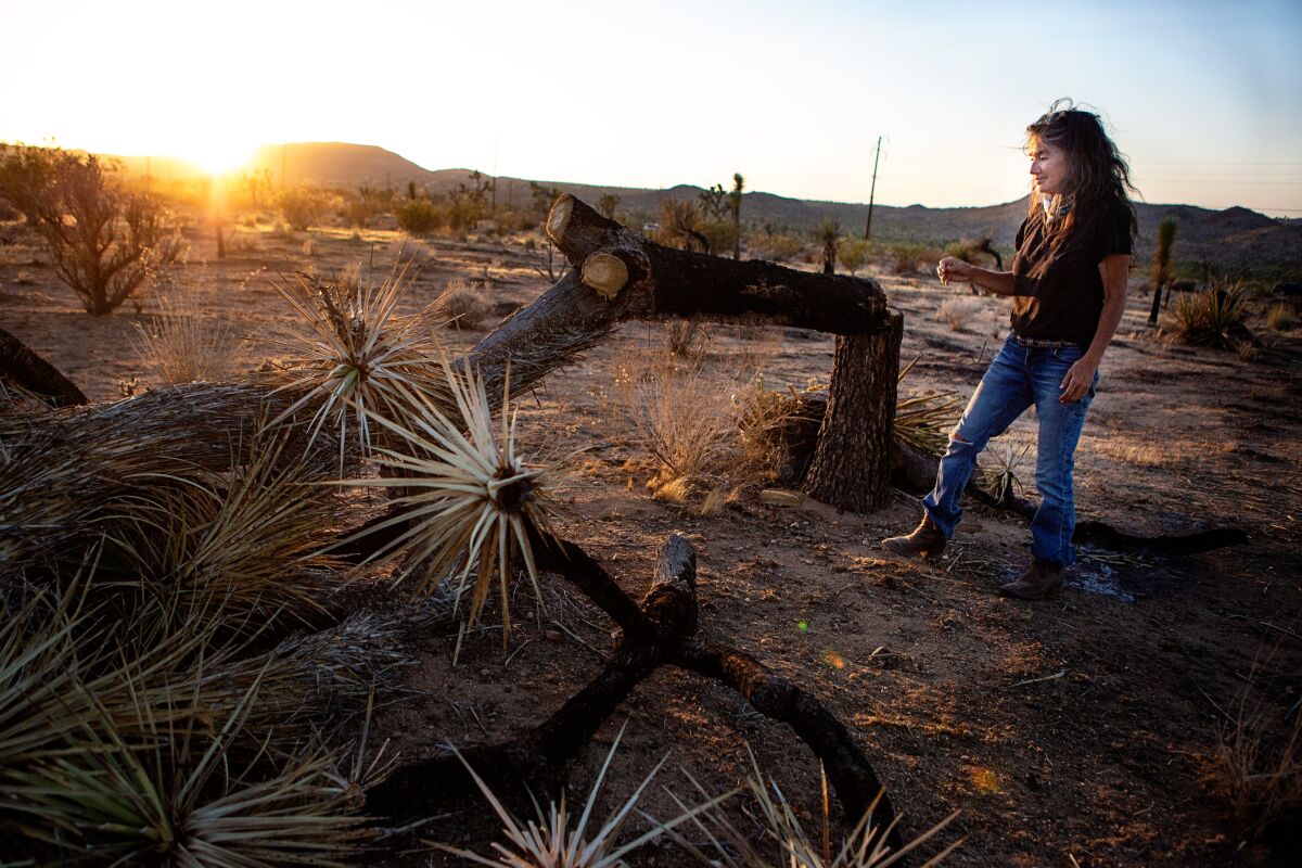 Environmentalist Miriam Seger surveys an area where Joshua trees are facing extinction