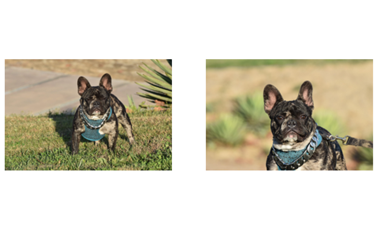 Images of King the French bulldog wearing a blue harness