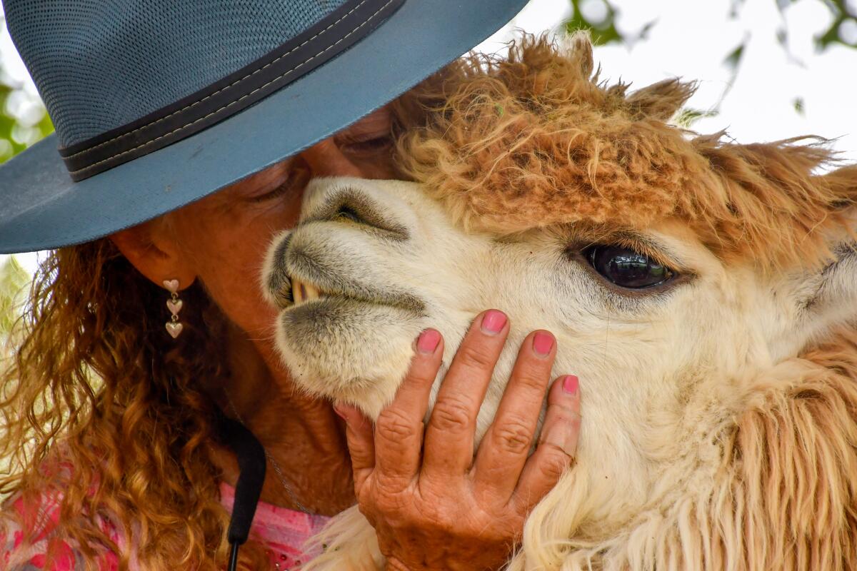 A woman snuggles up to an alpaca