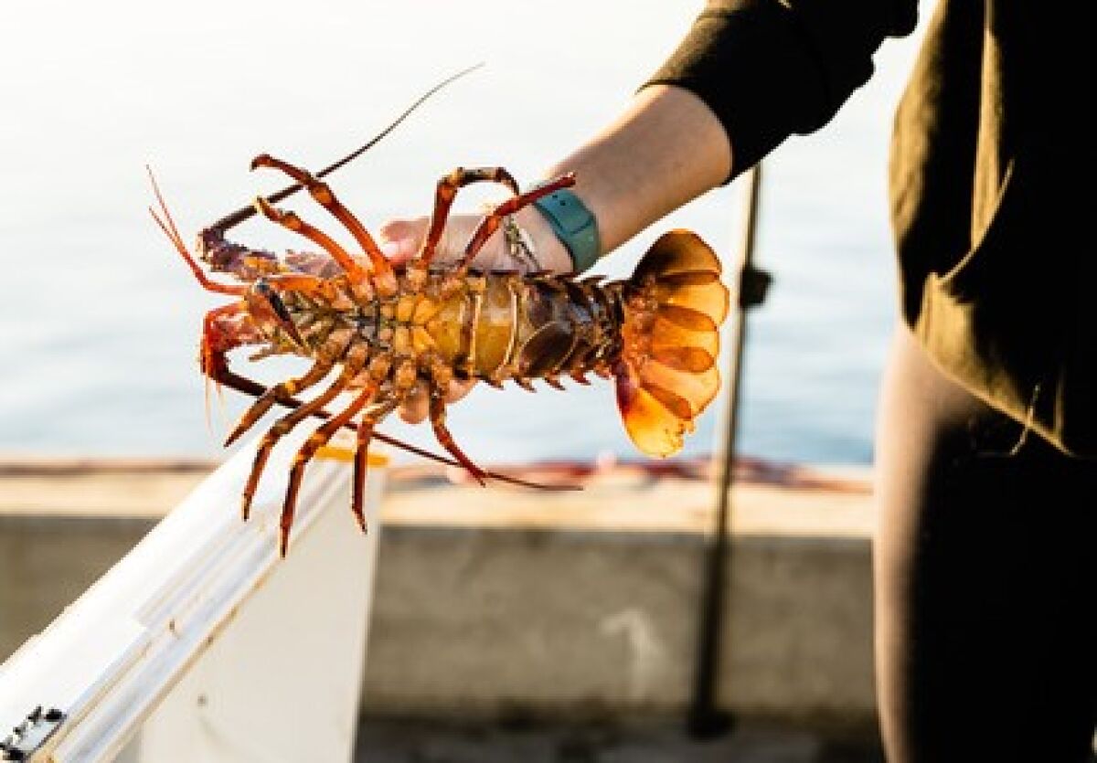 A spiny lobster for sale at Tuna Harbor Dockside Market's Lobsterfest, which returns on Oct. 8.