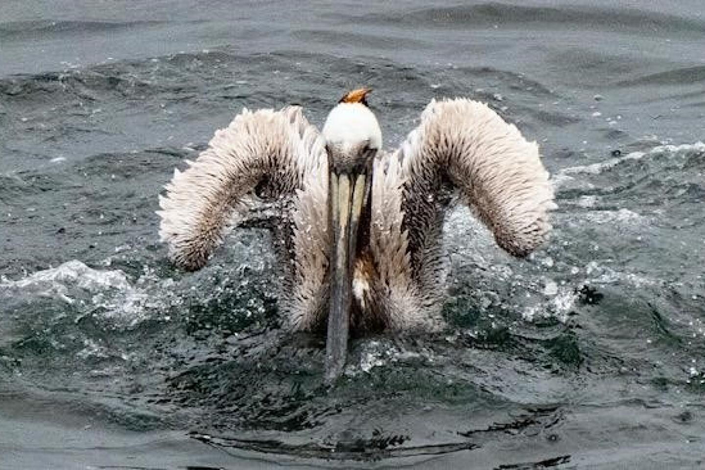 Michael B Wilkes brown pelican.jpg