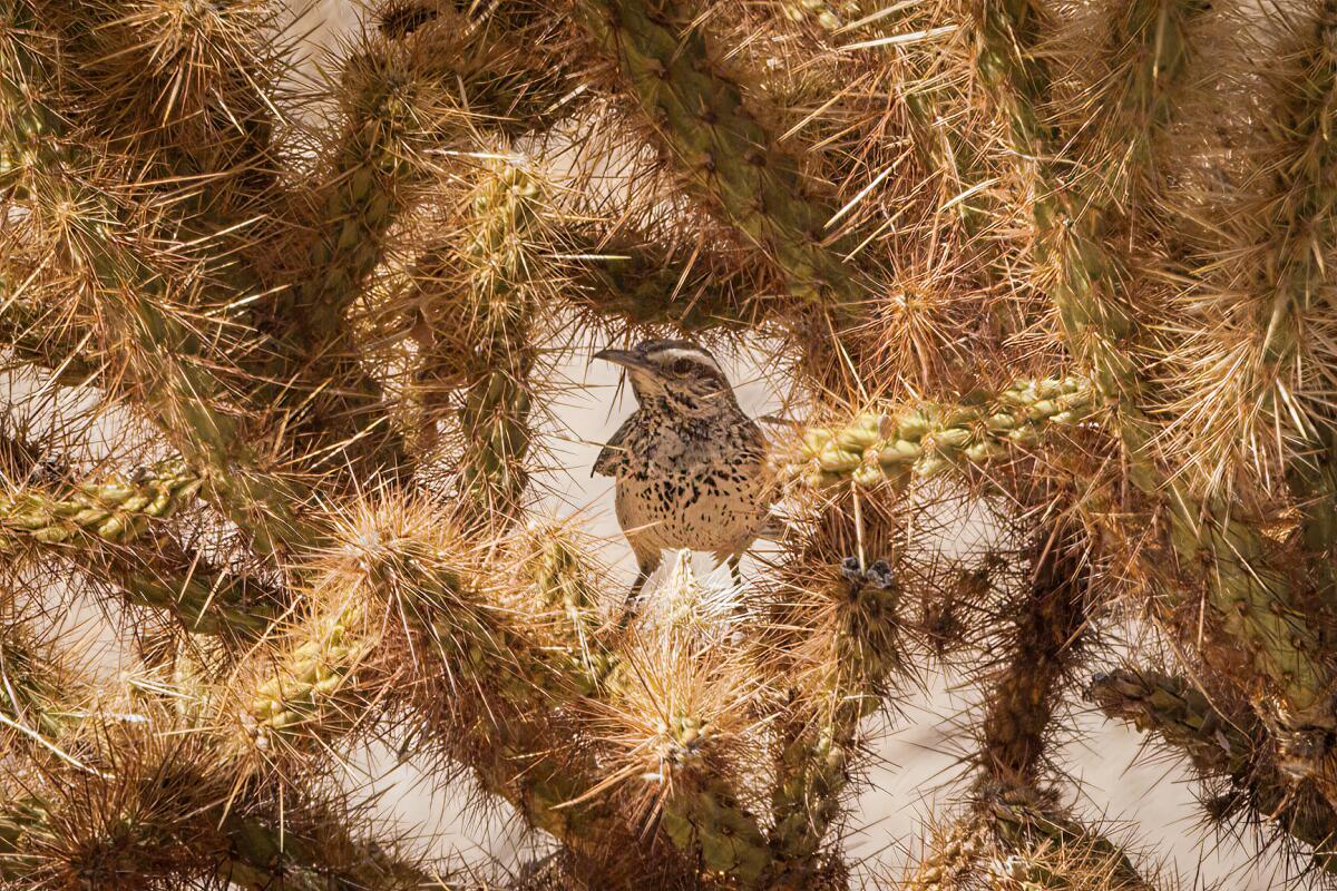 A cactus wren among the spines of a cactus plant.