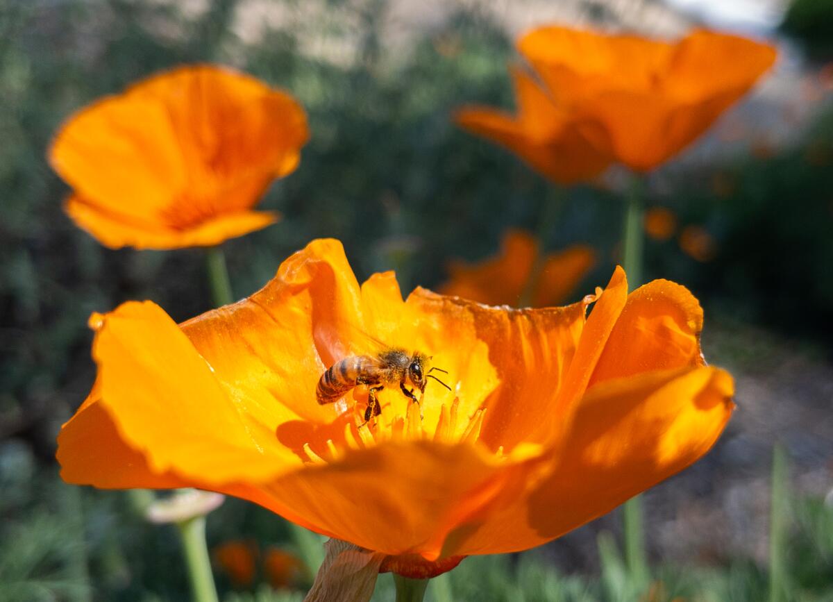 A pollen-laden honeybee works a California poppy on a warm spring day at Niguel Botanical Preserve.
