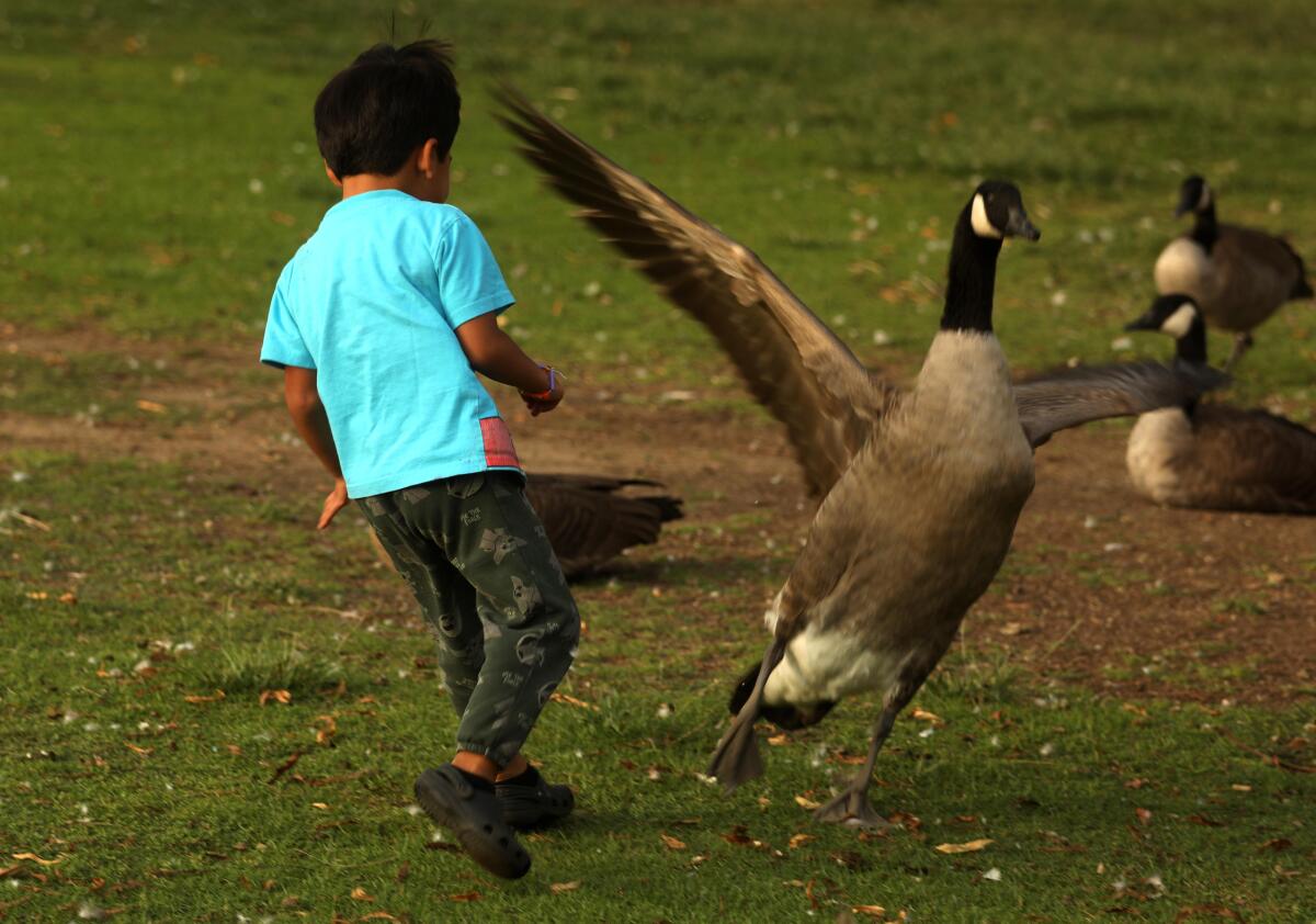 Thiago Gonzalez, 3, chases geese at Echo Park Lake in Los Angeles.