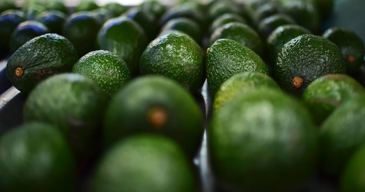 Avocados in these states might give you food poisoning