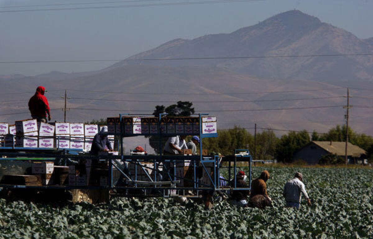 Farm workers near Salinas, Calif.