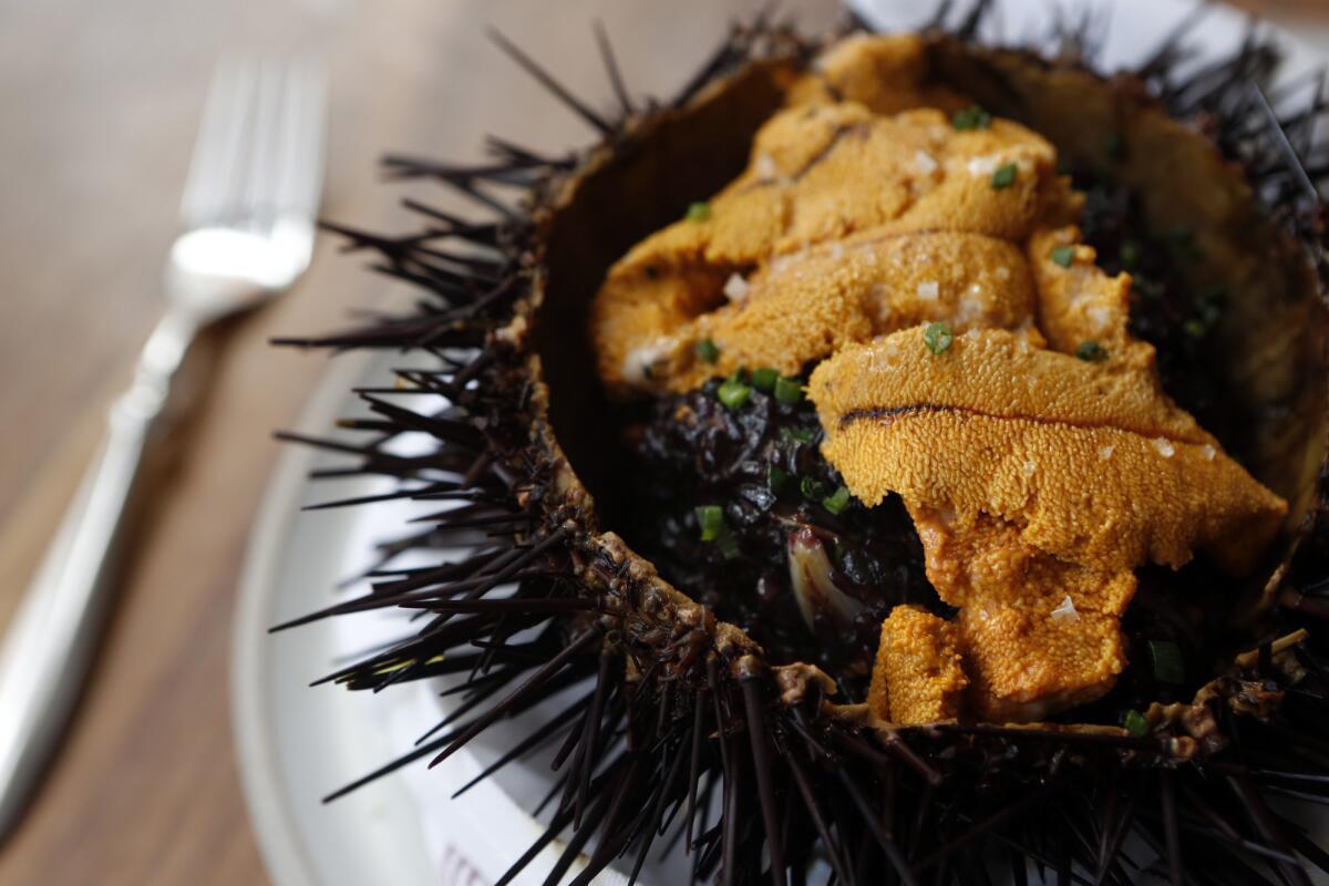 Uni, or sea urchin, rests on a bed of black risotto served inside a hollowed shell of a sea urchin at Dudley Market restaurant in Venice.